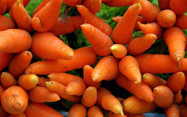морква в медицині