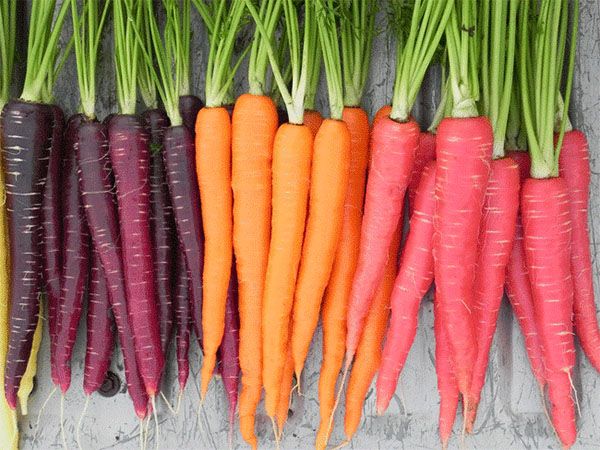 морква різних сортів