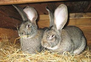 пара кроликів