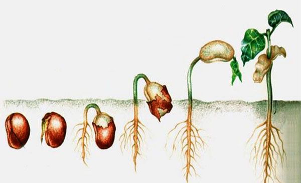 Проростання насіння плюща