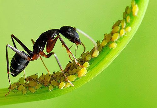 Тлю поширюють мурашки
