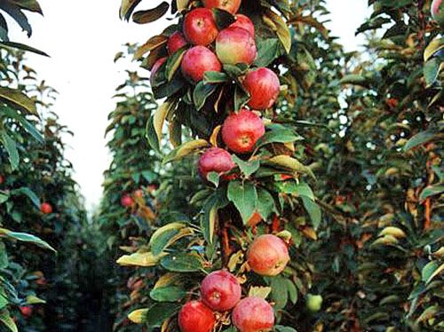 Яблуневий сад із сорту Московське намисто