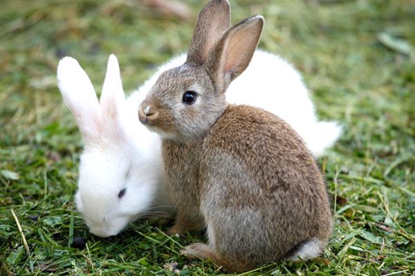 Кролики бувають м'ясні, хутрові, велетні, декоративні