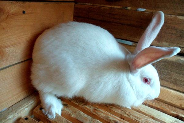 Кролик білий велетень