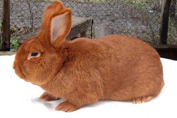 Червоний новозеландський кролик
