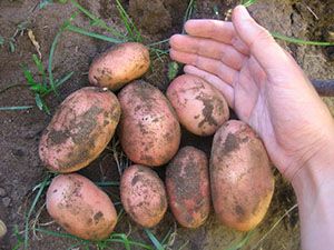 Урожай картоплі Ред Скарлет