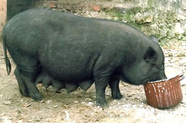 Вигідний бізнес на в'єтнамських свиней