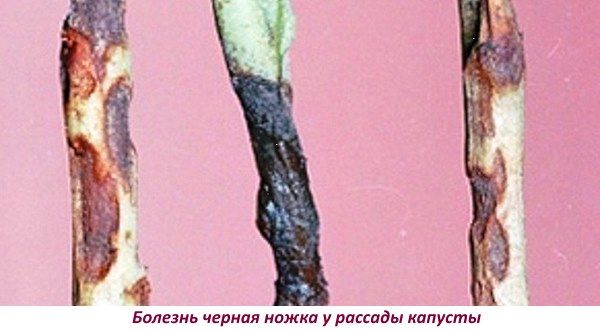 Хвороба чорна ніжка у розсади капусти