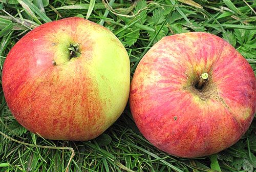 Плоди яблуні сорту Аеліта