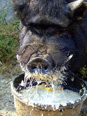 Годування в'єтнамської свині