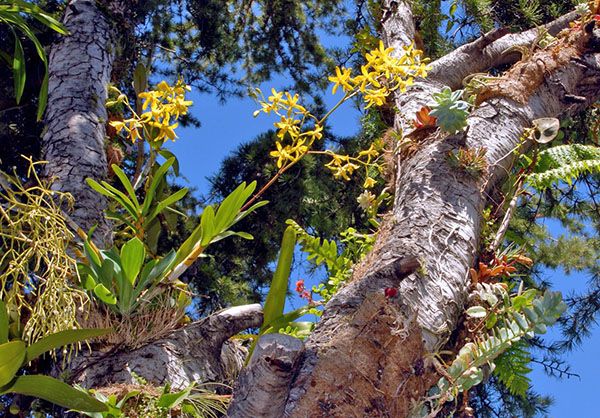 Дикоросла орхідея-епифит