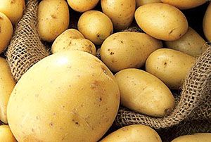 Якісний урожай картоплі