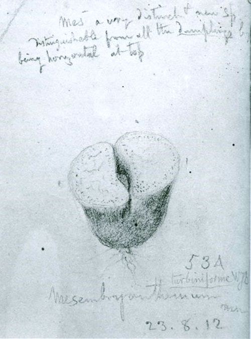 Перше зображення літопси ботаніком
