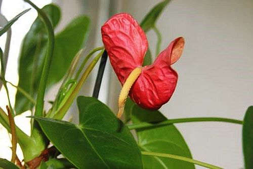 Квітка антуриума зберігає свіжість до 45 днів