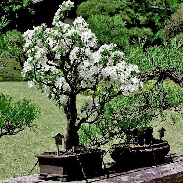бонсай сакура в саду