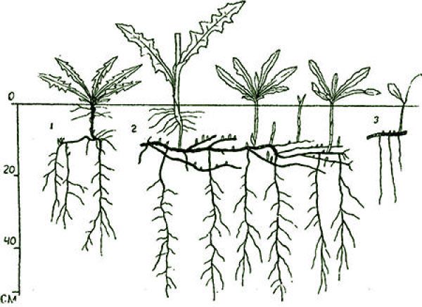 рослина з потужною кореневою системою
