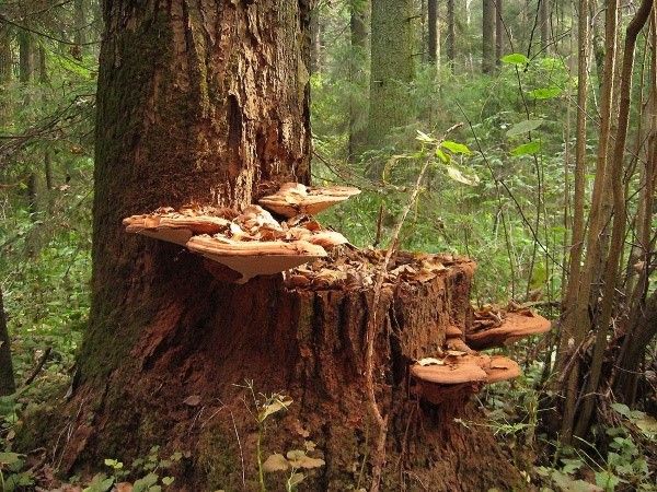 деревні гриби