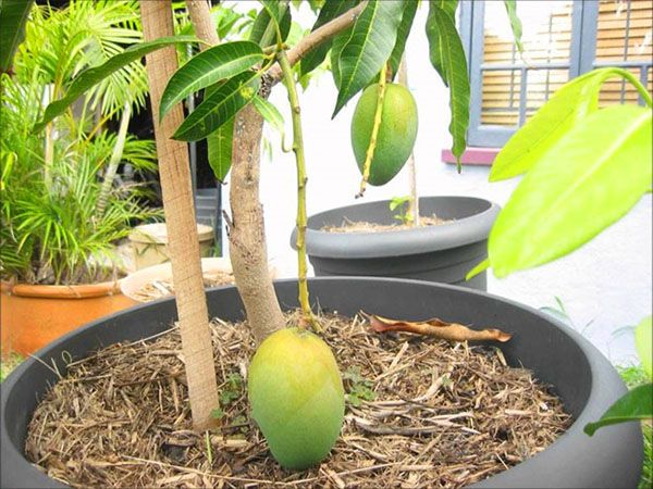 дерево манго в горщику