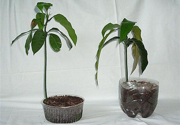 молоді рослини з кісточки манго