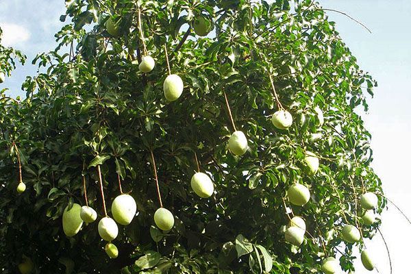 дерево манго в Індії