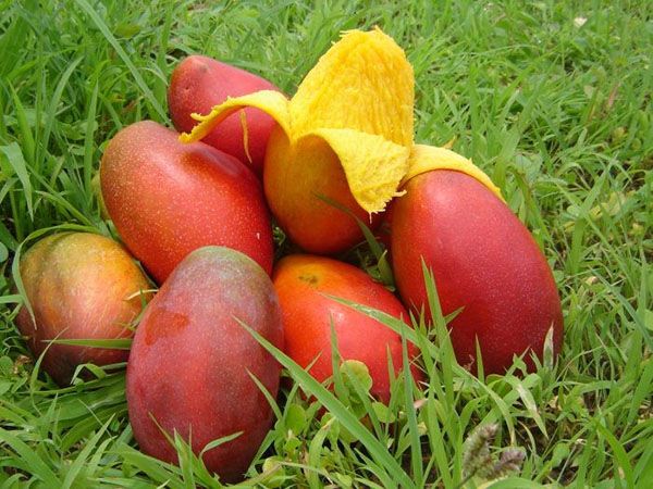 збір плодів манго