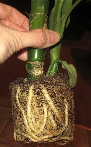 Рослина вимагає термінової пересадки