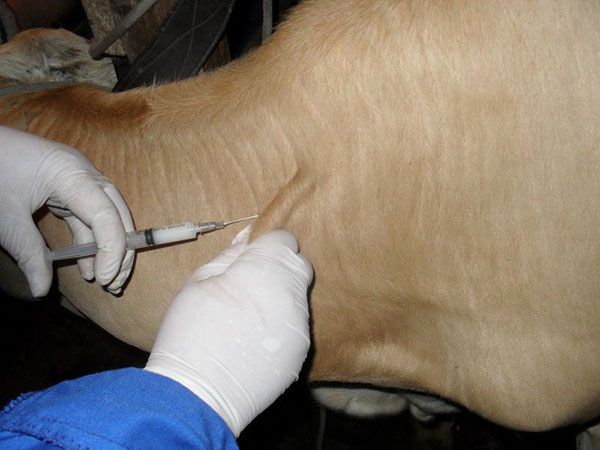 вакцинація тварин