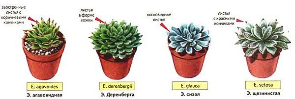 Чотири види ехеверіі для вирощування вдома