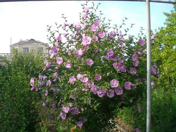 Рясне цвітіння гибискуса в саду
