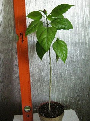 саджанець гібіскуса