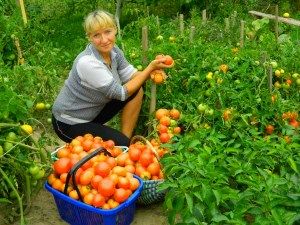 Багатий урожай помідорів