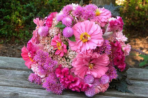 гомфрена з цініямі