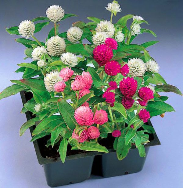 гомфрена в горщиках