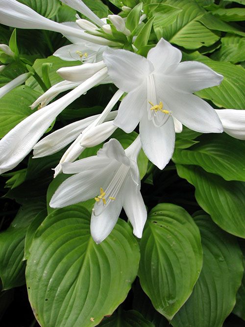 воронковідниє білі квіти хости