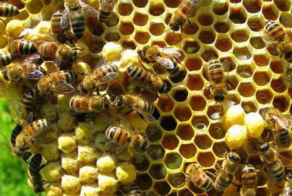 бджоли роблять мед