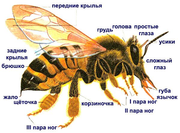 будова бджоли