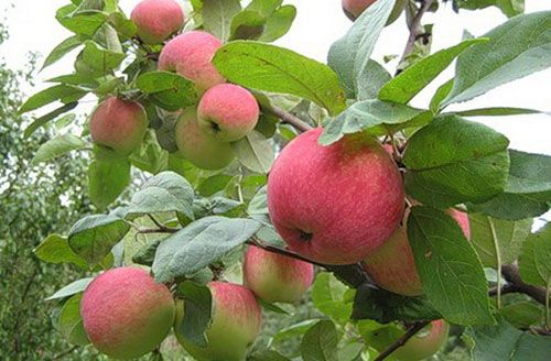 Дивно смачні яблука в вашому саду