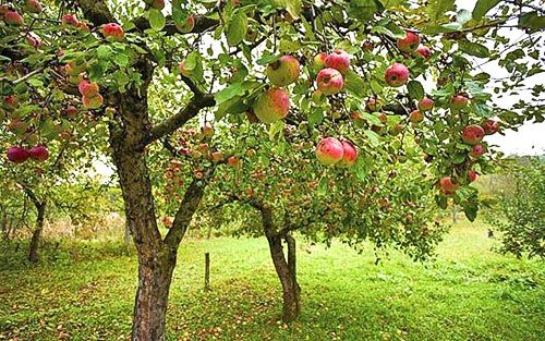 Сонячний ділянку для яблуневого саду