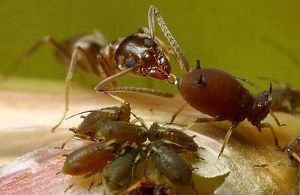 мурахи п'ють молочку від попелиці