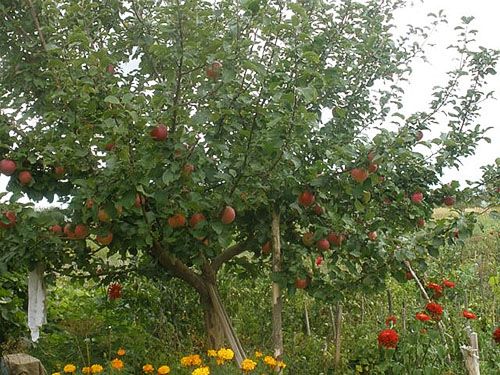 Посаджена влітку яблуня початку плодоносити