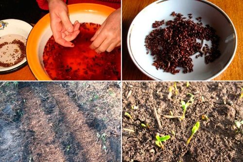 як виростити барбарис з насіння