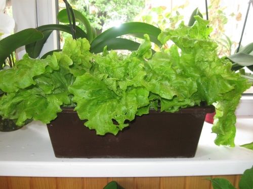 як виростити салат в квартирі