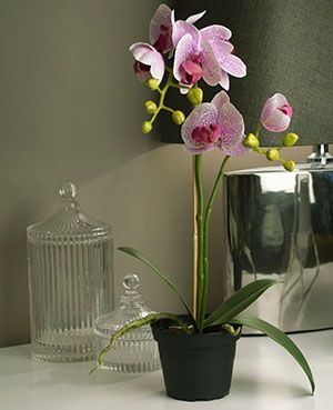 Орхідея в пластиковому непрозорому горщику