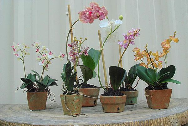 Спеціальні керамічні горщики для орхідей