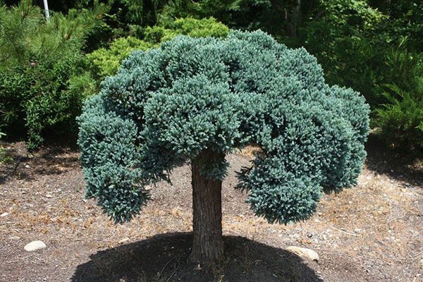 Штамбова форма Juniperus squamata Blue Star Standard
