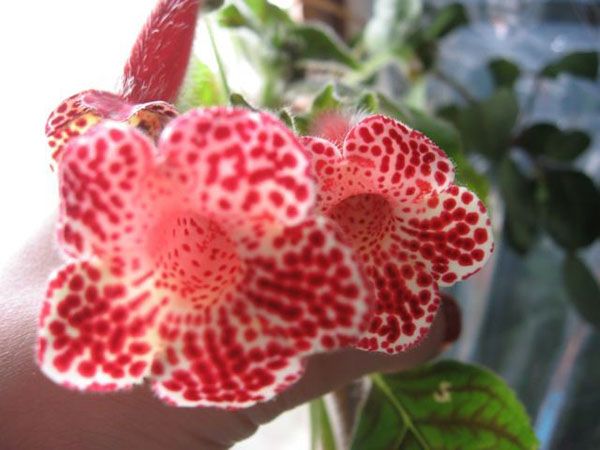 Секрети вирощування декоративного квітки Калерія