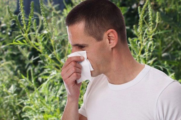 алергія на амброзію