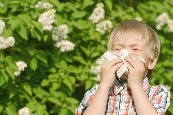 симптоми алергії на амброзію