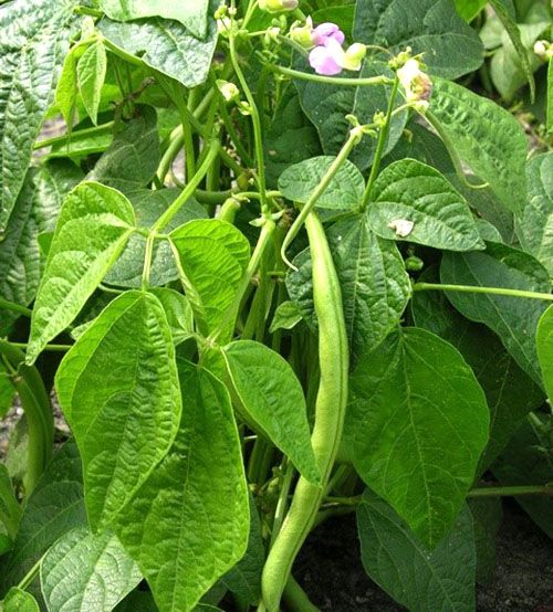 Квасоля звичайна (Phaseolus vulgaris)