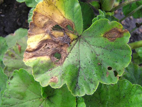 Пошкоджені листя пеларгонії